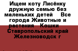 Ищем коту Лисёнку дружную семью без маленьких детей  - Все города Животные и растения » Кошки   . Ставропольский край,Железноводск г.